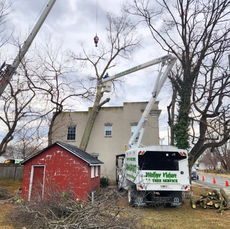 Bucket truck lifting an arborist into a tree beside a building, emergency tree service in Winchester, VA