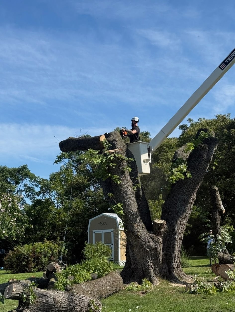 Mother Nature Tree Service arborist in the bucket cutting a large trunk section during a tree removal