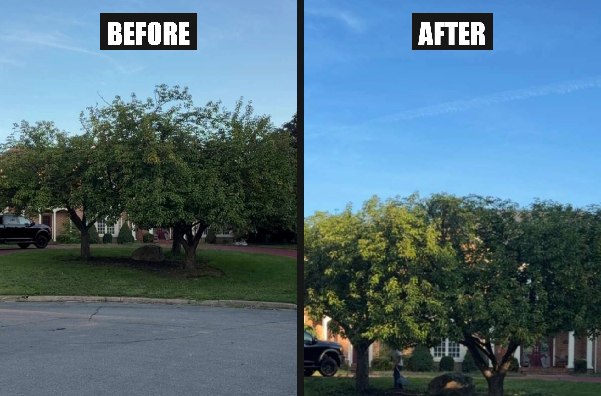 Before and after of a front yard ornamental tree shaped up by Mother Nature Tree Service